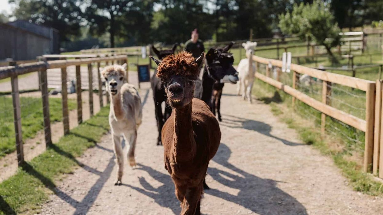 bucklebury farm