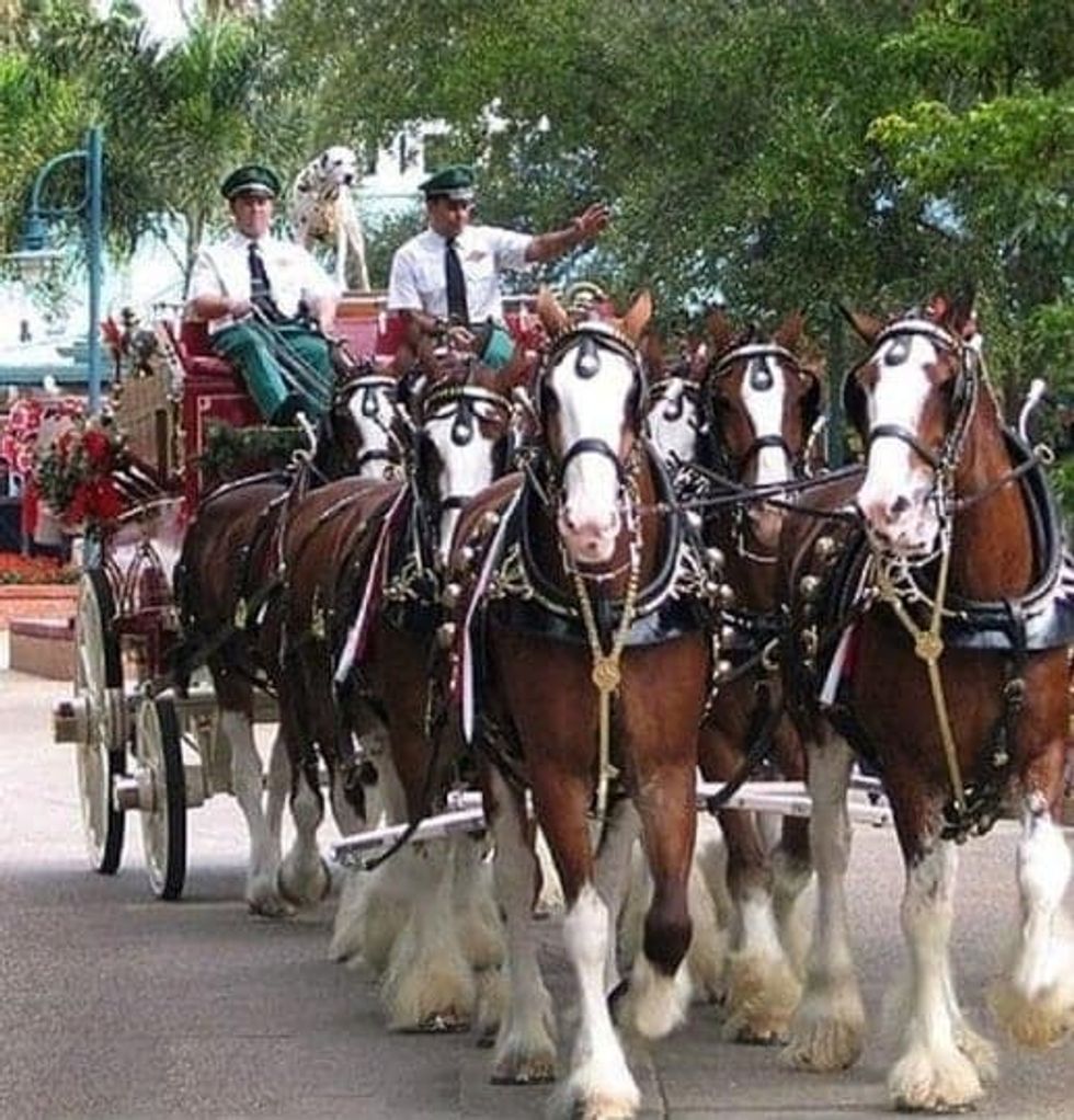 Budweiser Clydesdales Seaworld