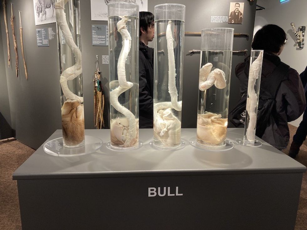 Bull penises Iceland Phallological Museum