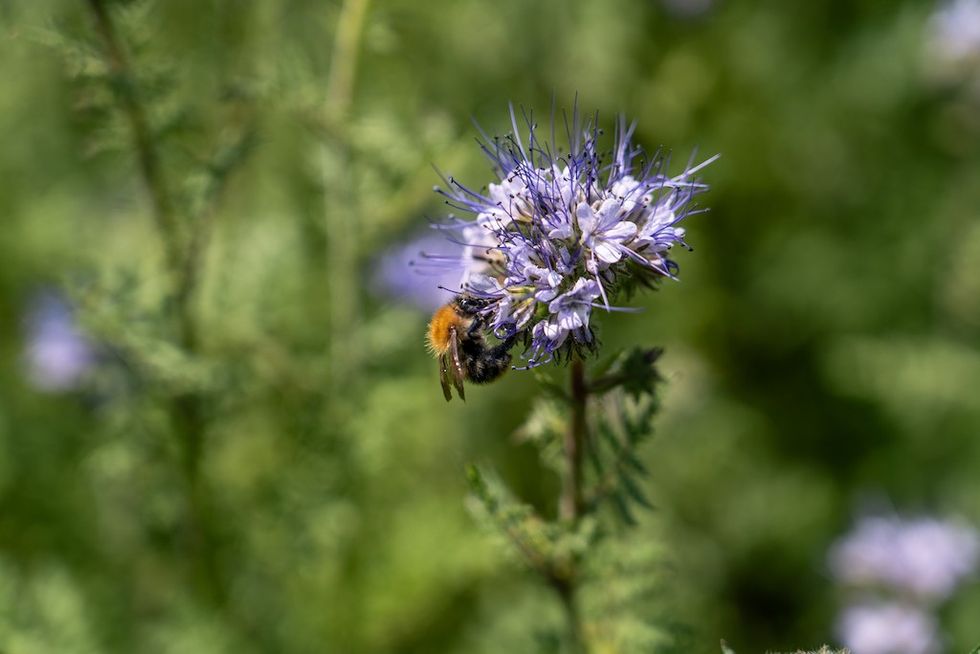 Bumblebee at Shakespeare Birthplace