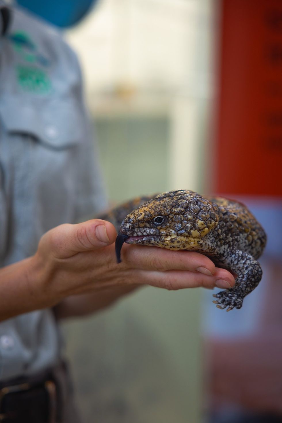 Bumpy the Shingleback Lizard credit Taronga Zoo