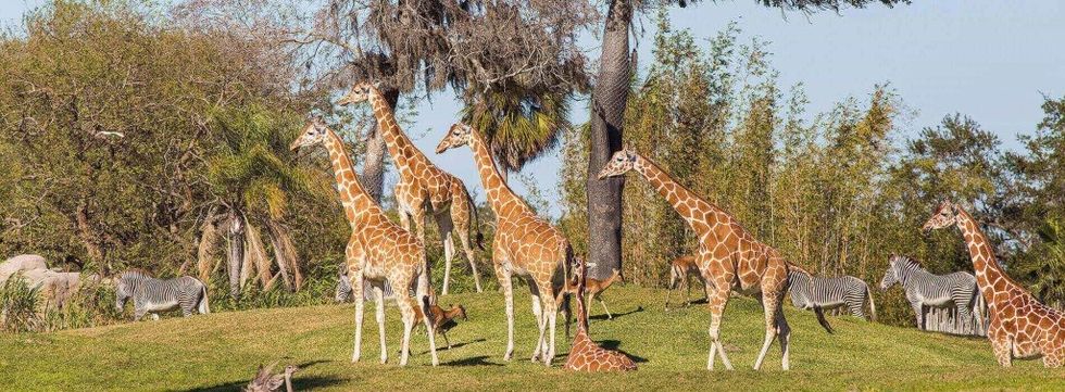 Busch Gardens Tampa Giraffes