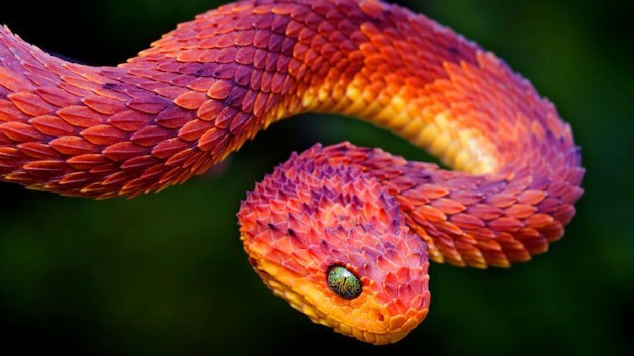 bush viper aza annual conference 2019