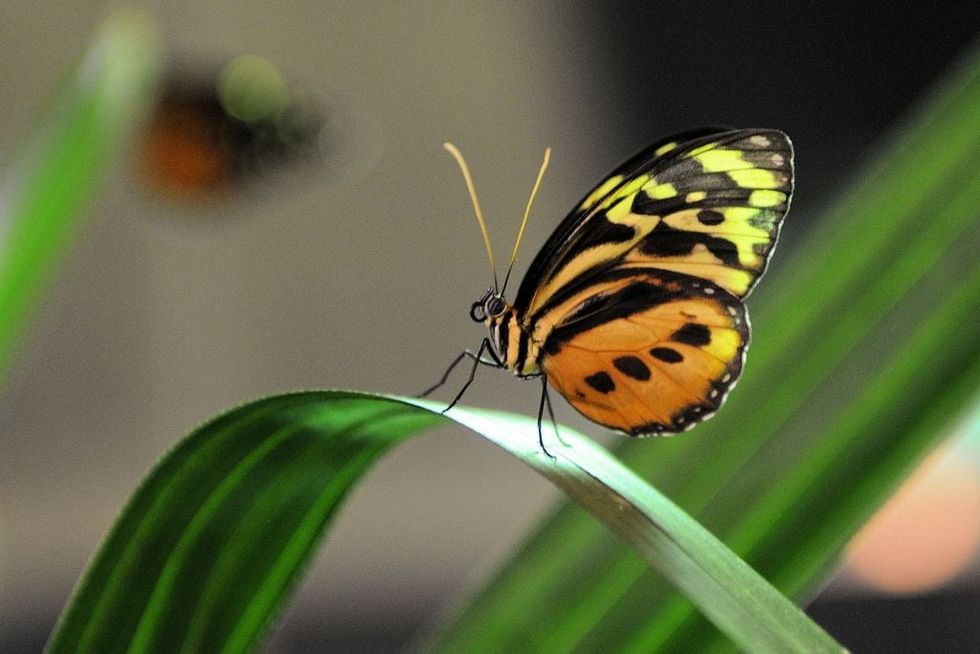 butterfly exhibtion at the american museum of natural history new york