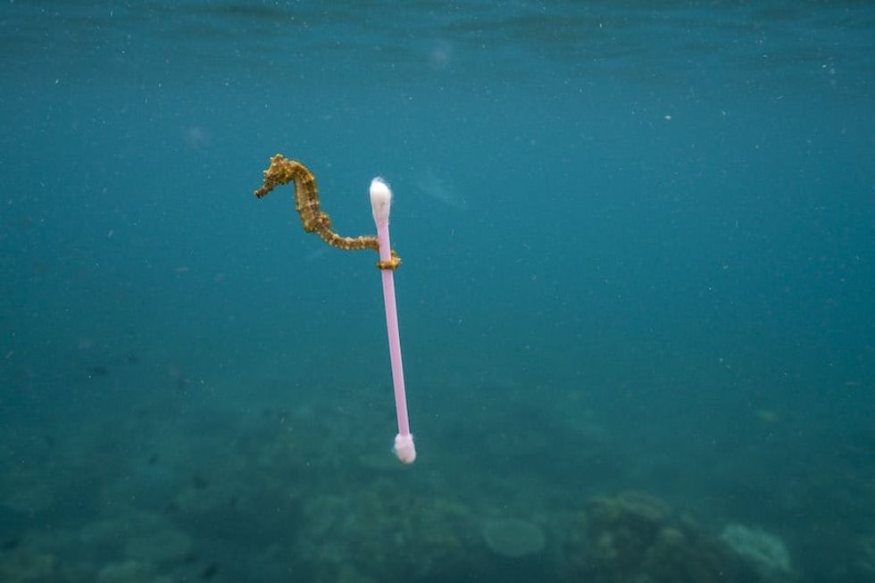 by Justin Hofman, showcased at Planet or Plastic_ exhibition ArtScience Museum