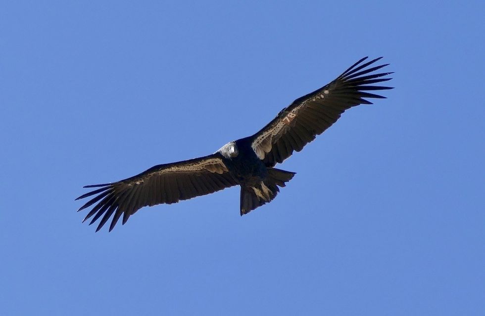 CA Condor in flight, photo by Jake Owens