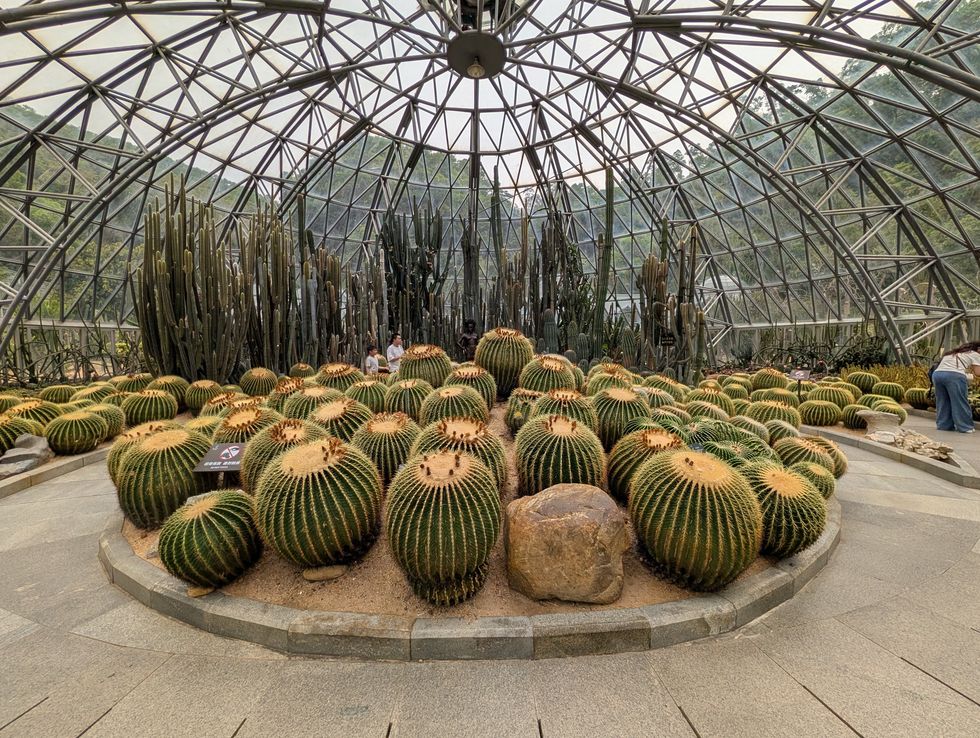 Cacti inside a large glass greenhouse at Fairy Lake Botanical Garden with geometric metal framework.