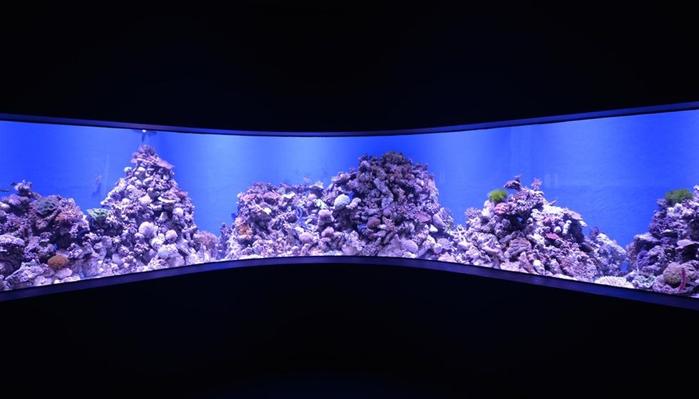 Cairns Aquarium AAT