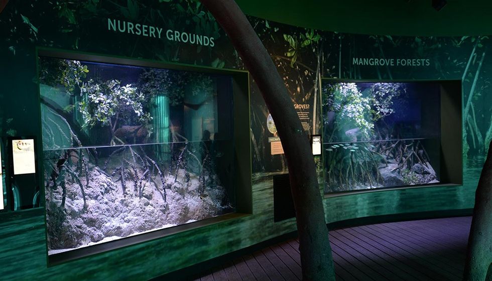Cairns Aquarium conservation