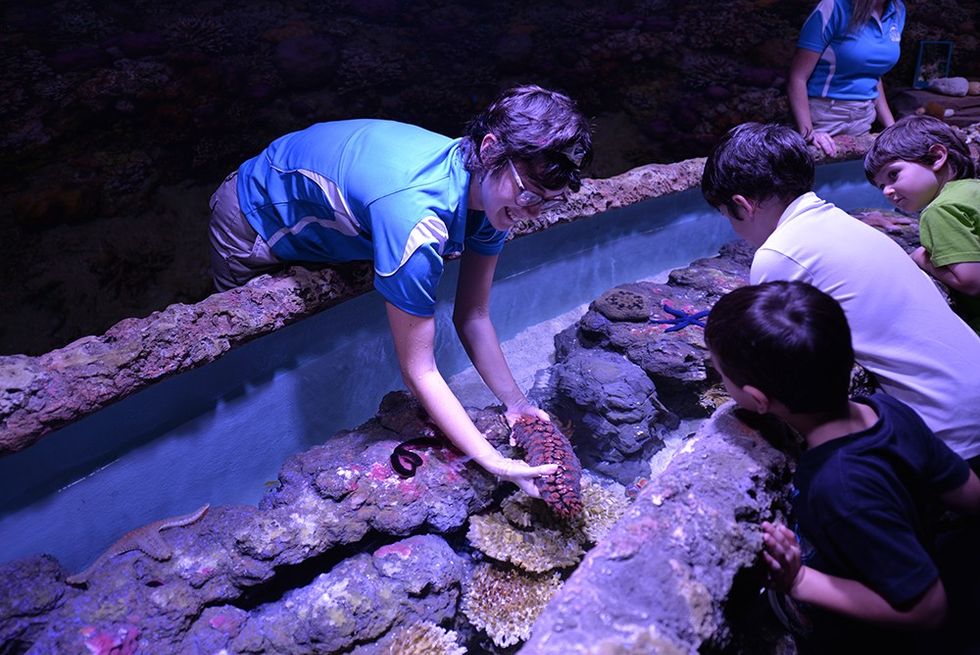 Cairns Aquarium handling zone aat