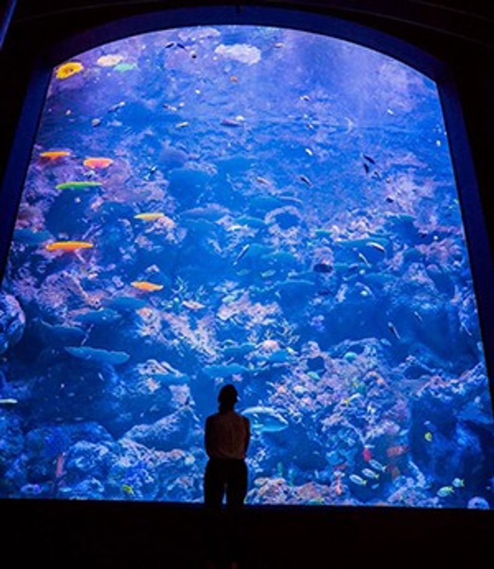 Cairns Aquarium maori wrasse tank