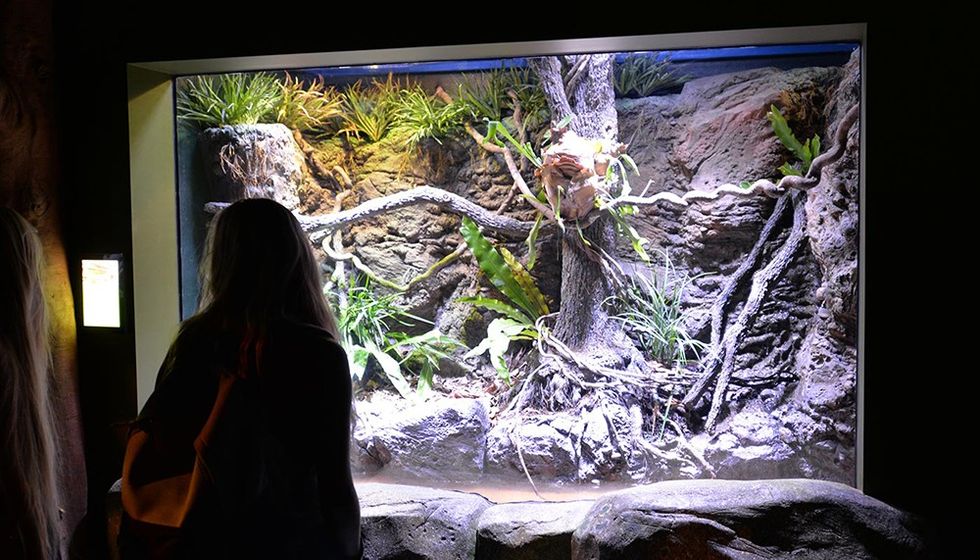 Cairns Aquarium tank mangroves
