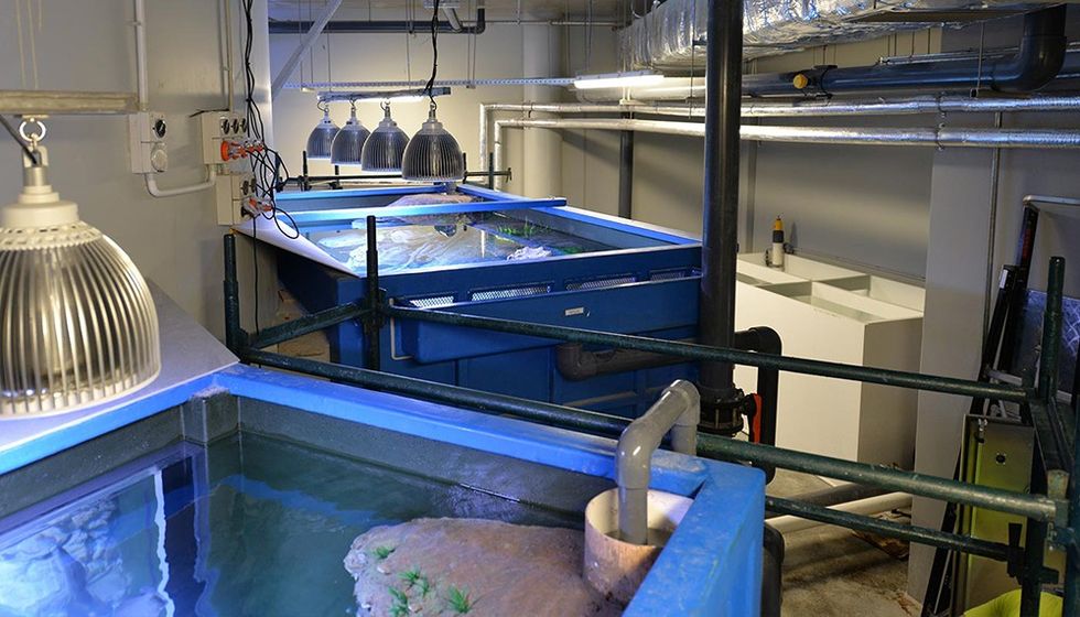 Cairns Aquarium tanks