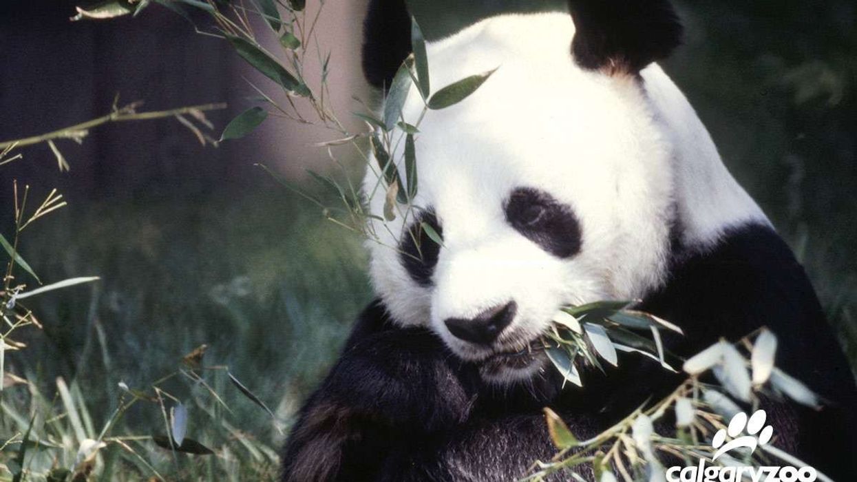 calgary zoo panda passage new habitat for giant pandas