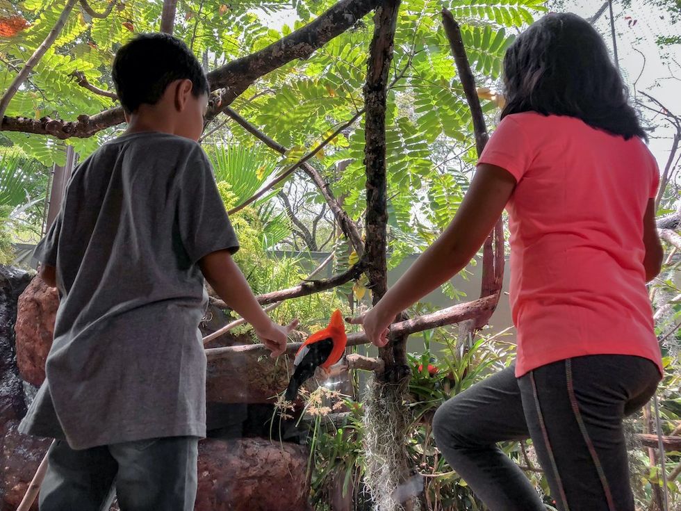 Cali Zoo family AFH Design