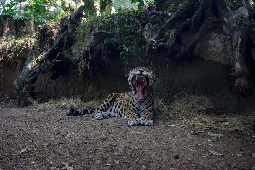 Cali Zoo leopard AFH Design