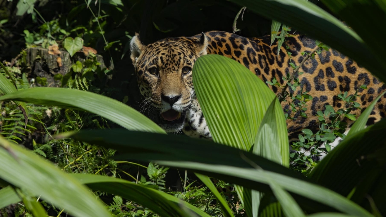 Cali Zoo leopard