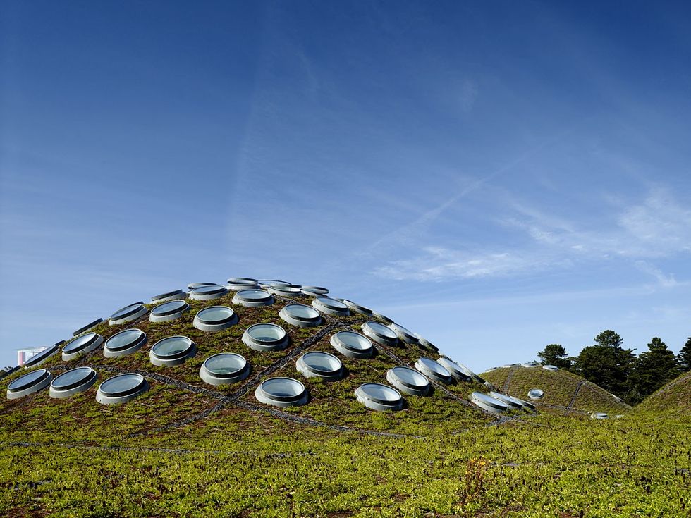 california academy of sciences living roof by tim griffith