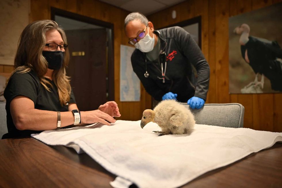 California condor chick LA Zoo