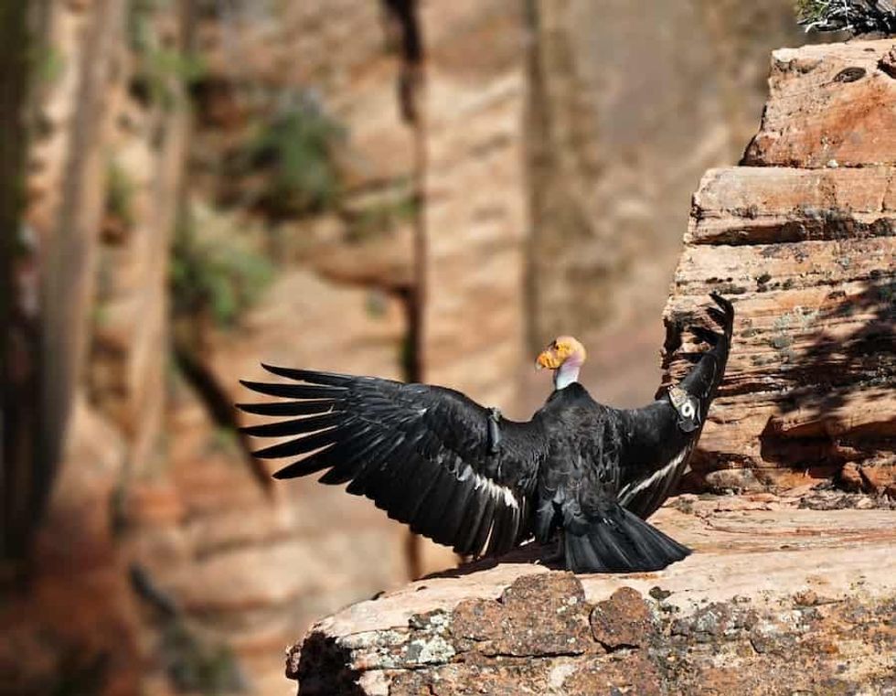 California Condor Los Angeles Zoo