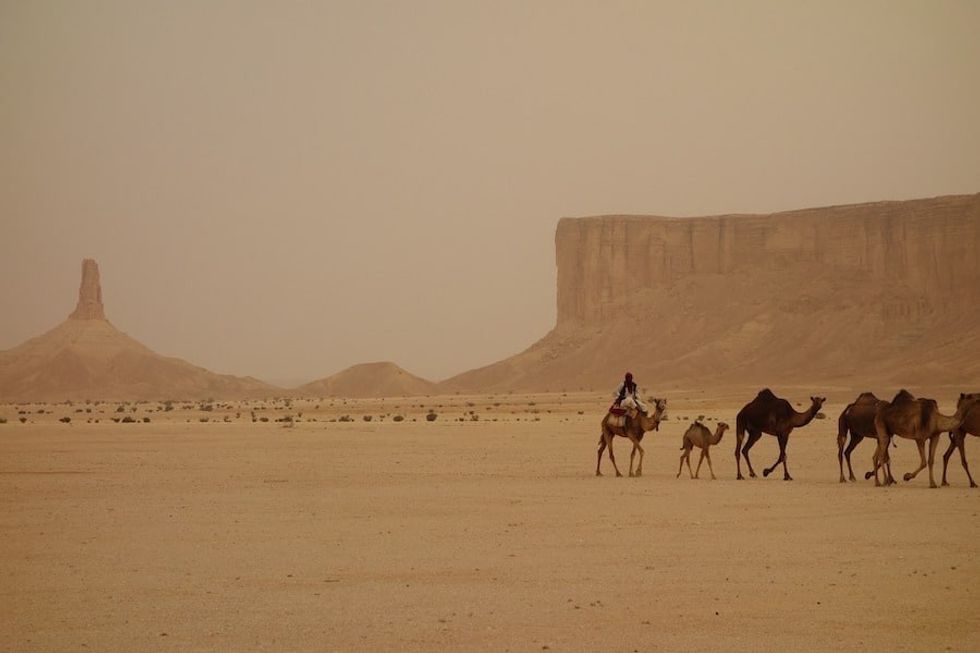 Camel train Saudi Arabia Richard Parry Department for International Trade