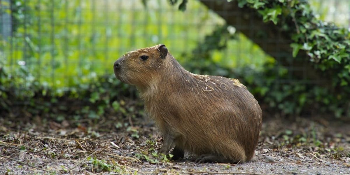 Marwell Zoo welcomes new capybara as search for Samba continues