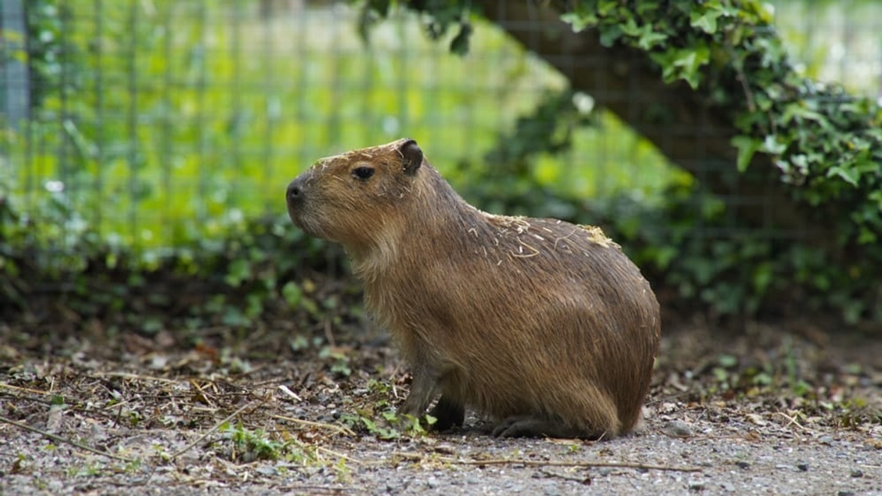 Capybara sitting on a dirt path surrounded by greenery and a wire fence at Marwell Zoo