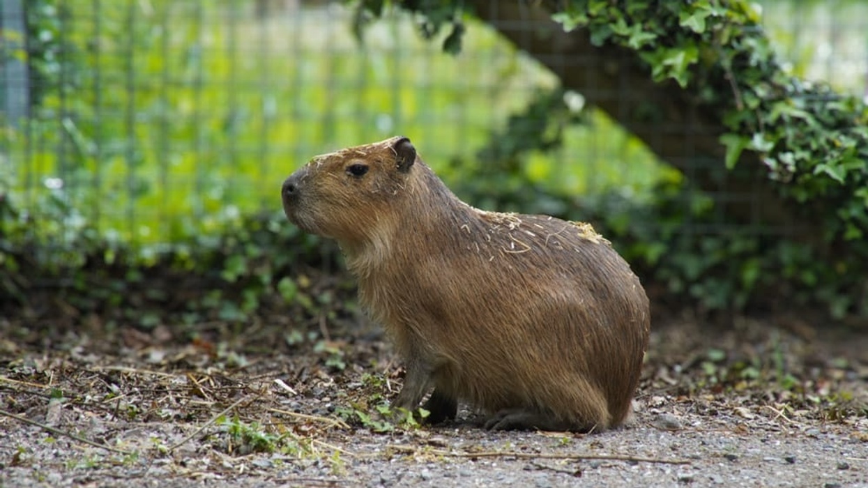 Capybara sitting on a dirt path surrounded by greenery and a wire fence at Marwell Zoo