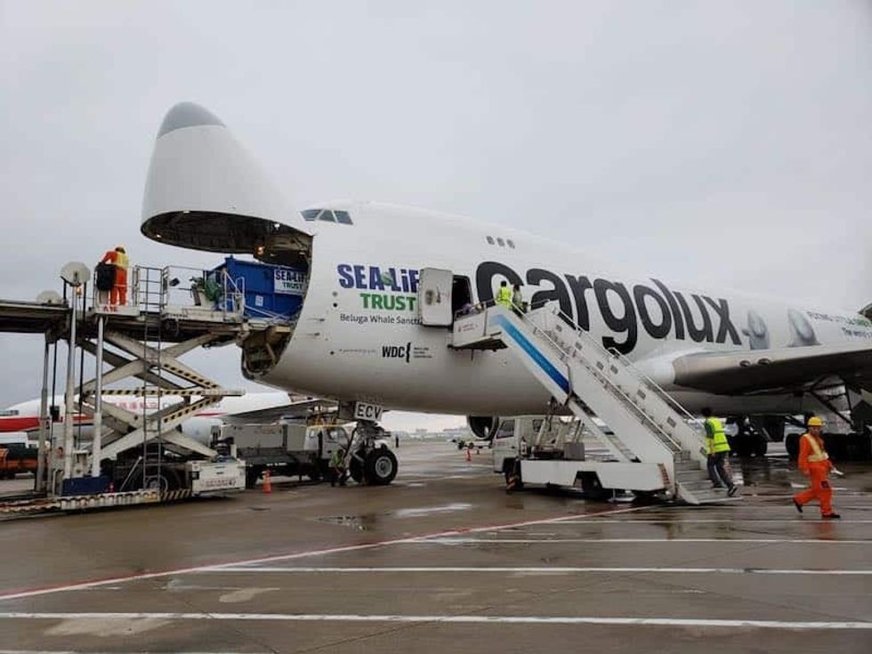 cargolux plane sea life trust beluga whale sanctuary