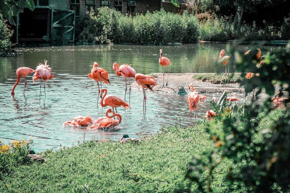 Caribbean flamingos WWT Slimbridge Wetland heroes