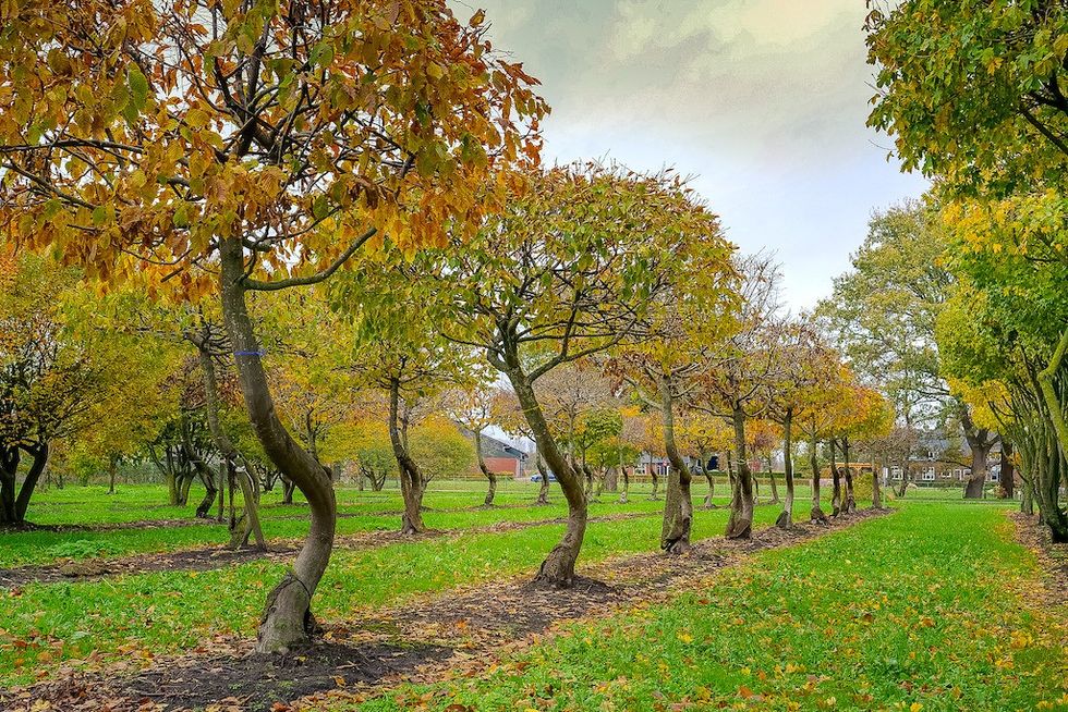 Carpinus betulus-SWING