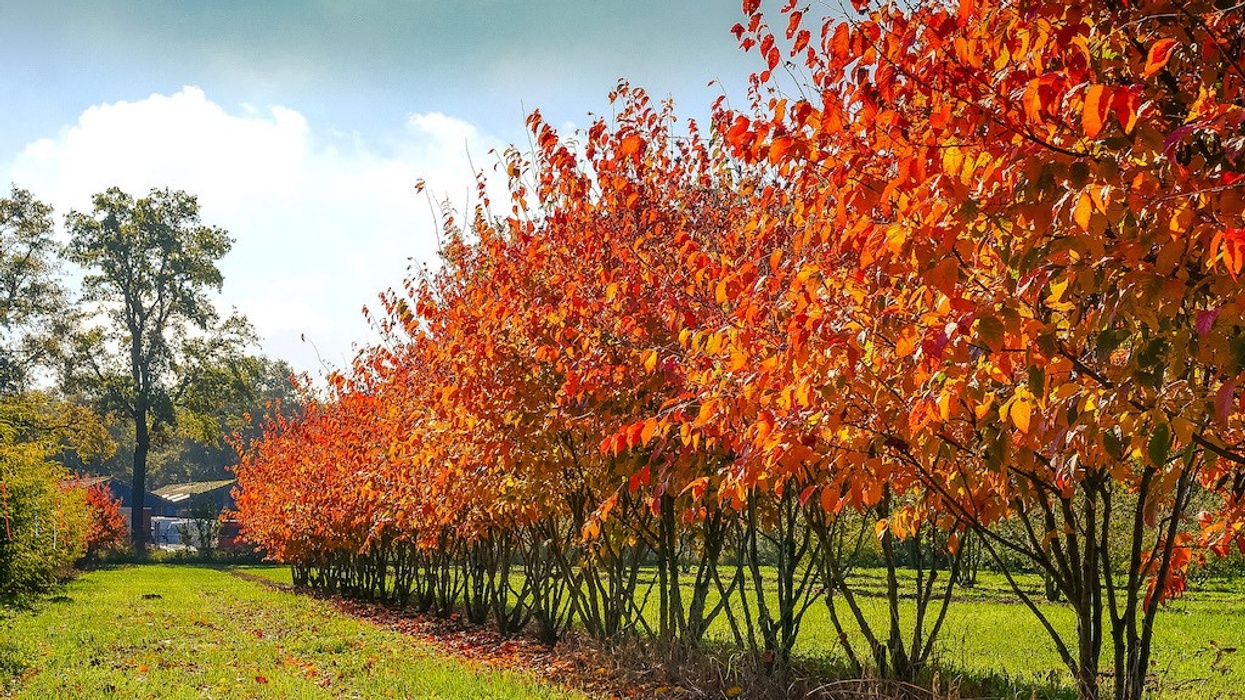 Carpinus caroliniana Red Fall planting trees theme parks