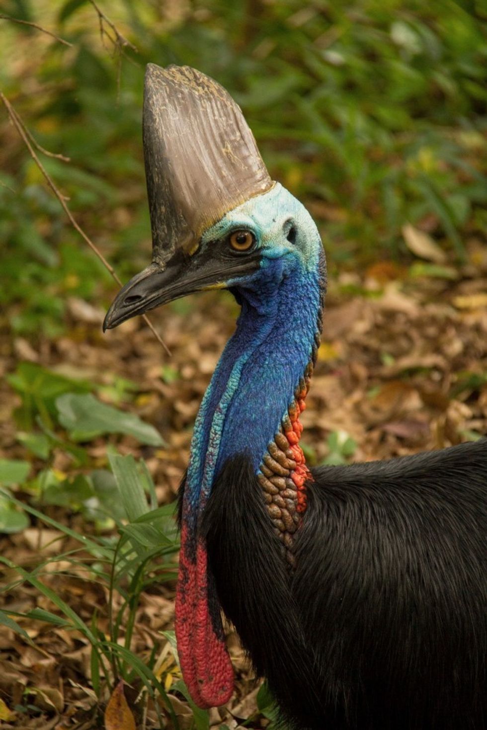 Cassowary Chick courtesy James Biggs