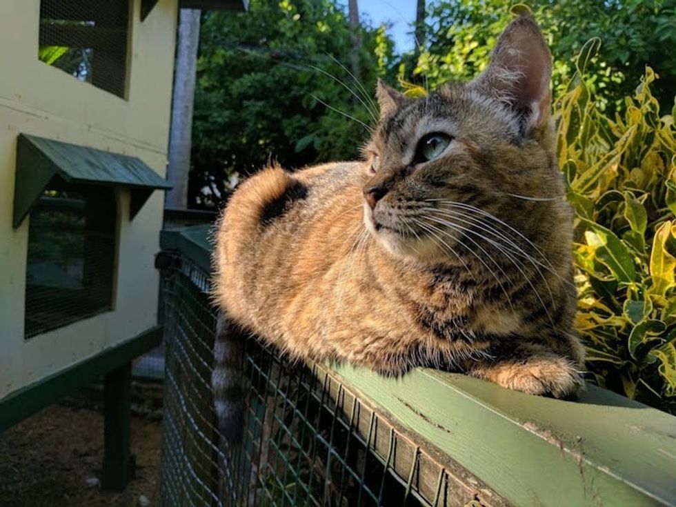 cat hemingway museum key west