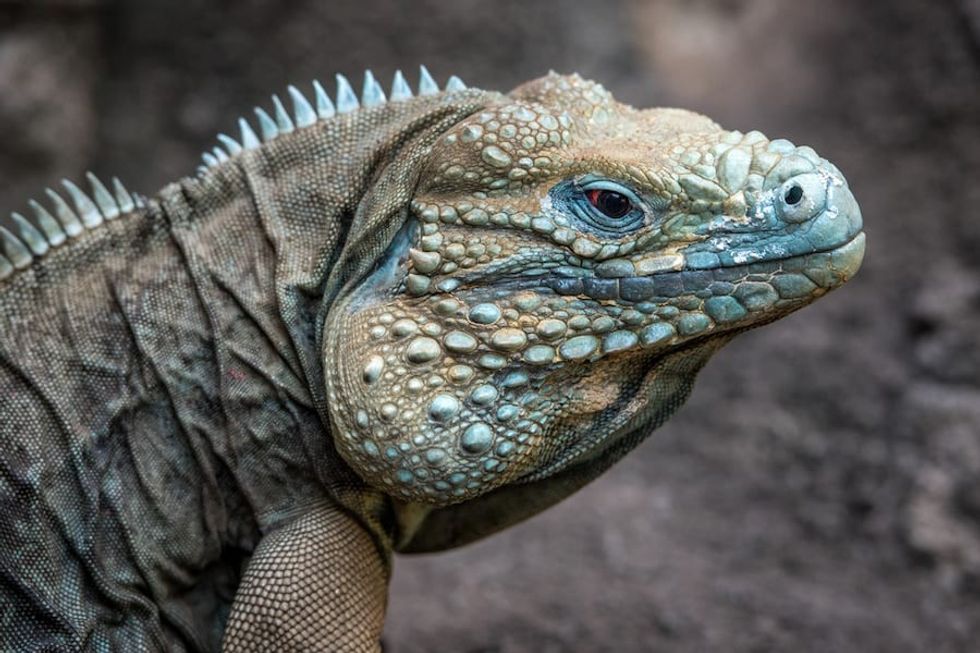 Cayman Island Blue Iguana