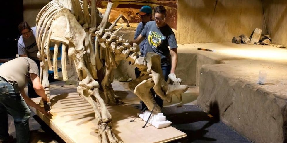 cenozoic gallery lisa making