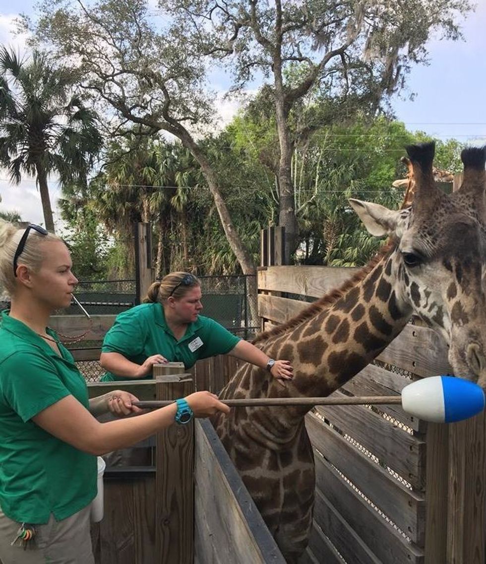 central florida zoo giraffes