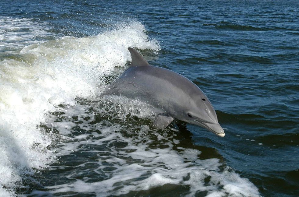 cetacean dolphin