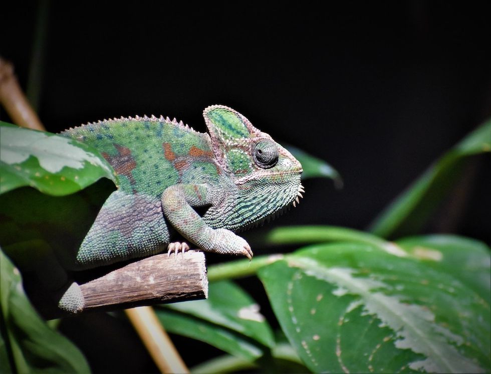 Chameleon