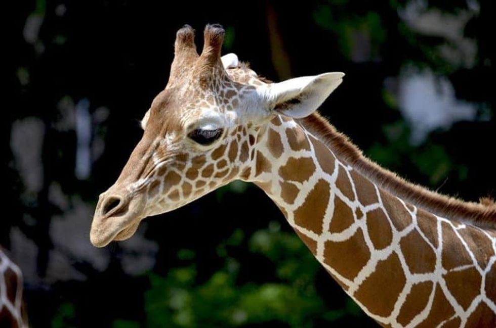 chattanooga zoo