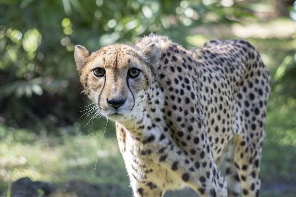 cheetah brevard zoo