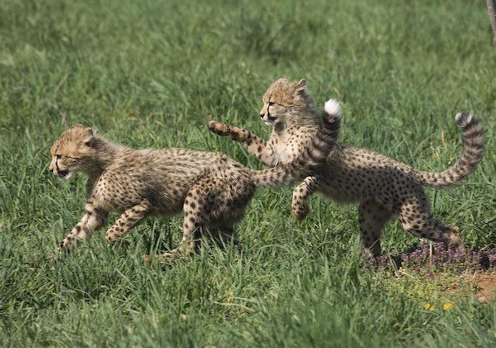 cheetah cubs at smithsonian zoo