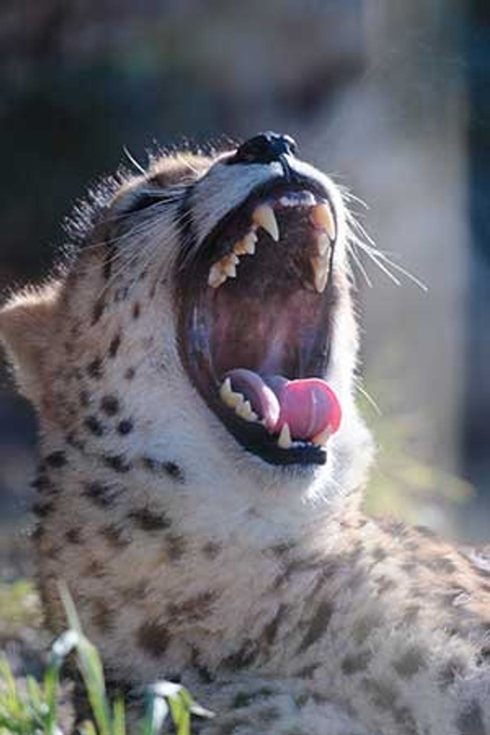 cheetah teeth exmoor zoo
