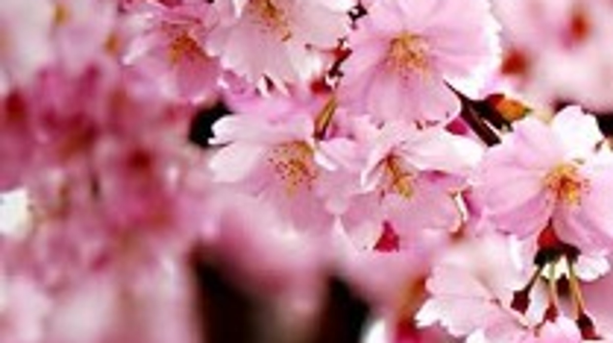 cherry blossom