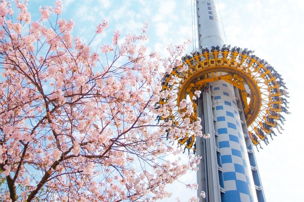 Cherry blossoms beside a tall amusement ride against a blue sky at Lotte World