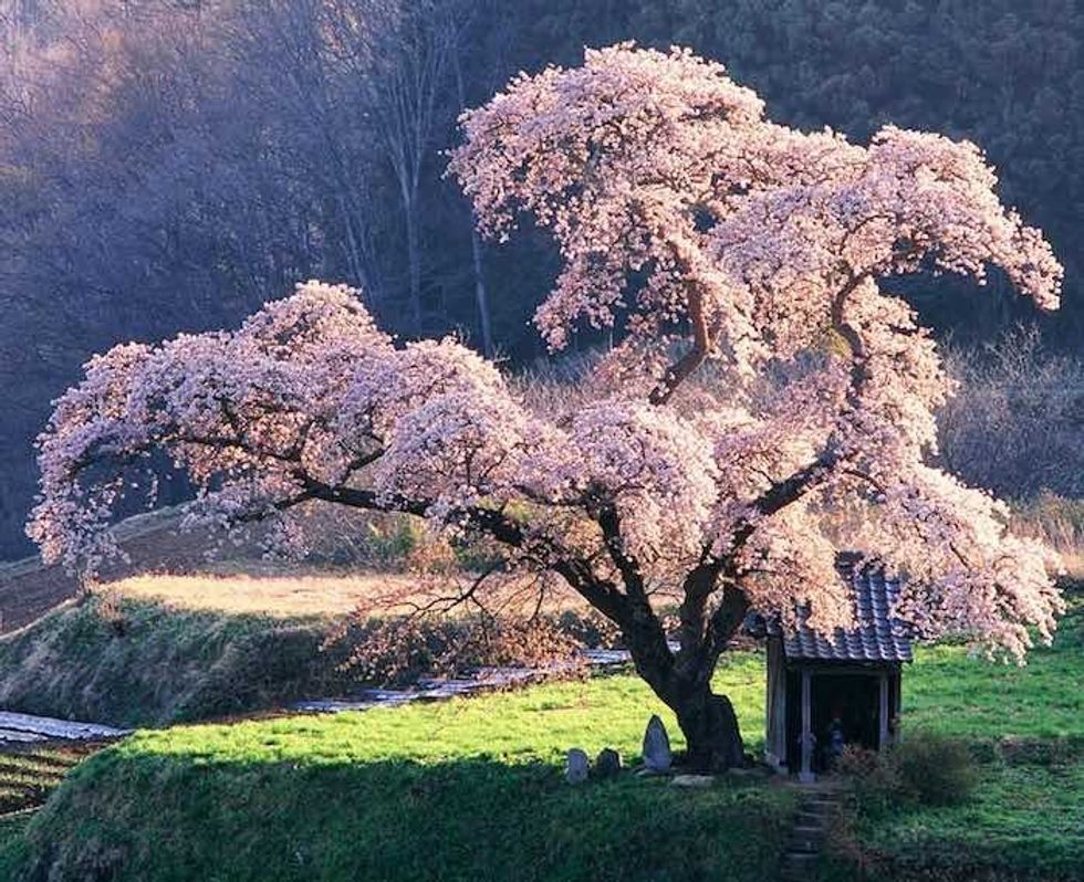 cherry tree japan pink