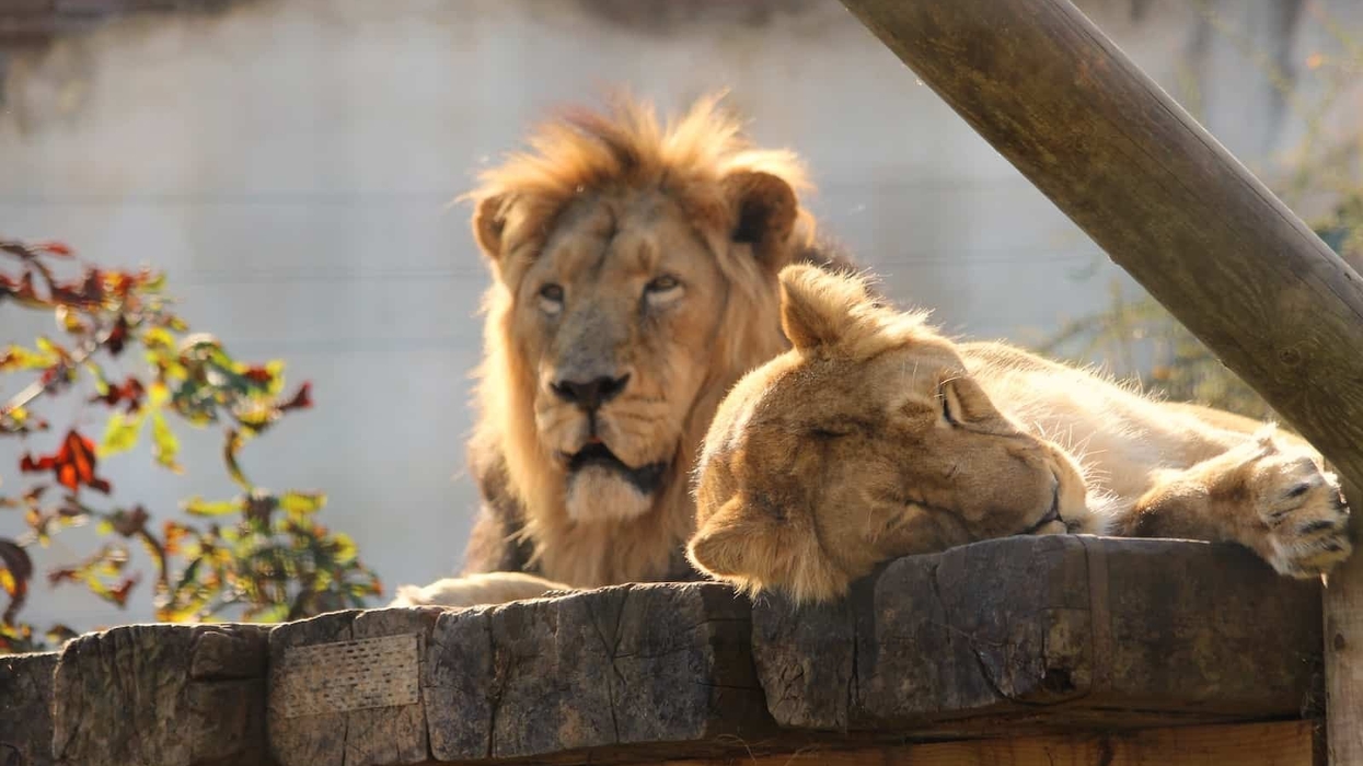 Chessington World of Adventures ashok_and_rani