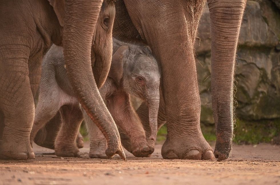 Chester Zoo Breaks UK Zoo Record with 1.89m visitors in 2016