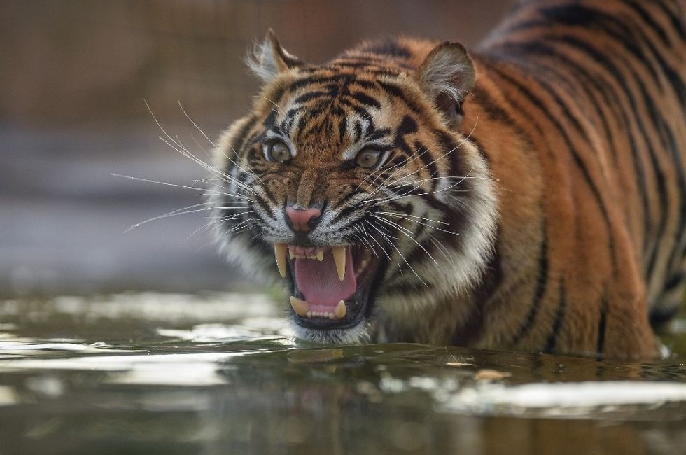 Chester Zoo breaks UK zoo record with 1.89m visitors in 2016