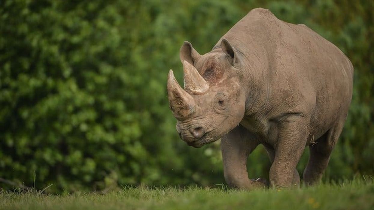 chester zoo conservation masterplan